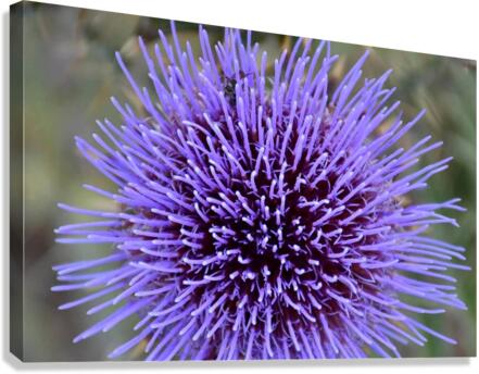 Milk Thisle Flower Canvas Print