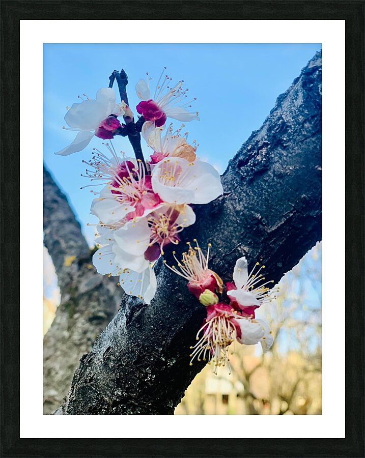  Fine Art print