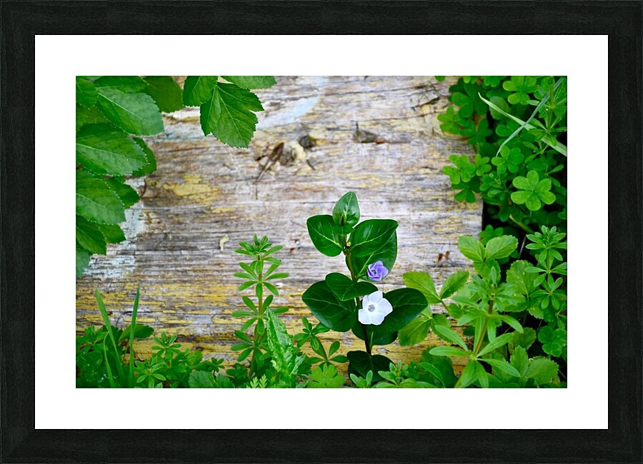 Floral board Picture Frame print