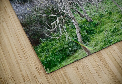 Fig trees Medna Holistic puzzle