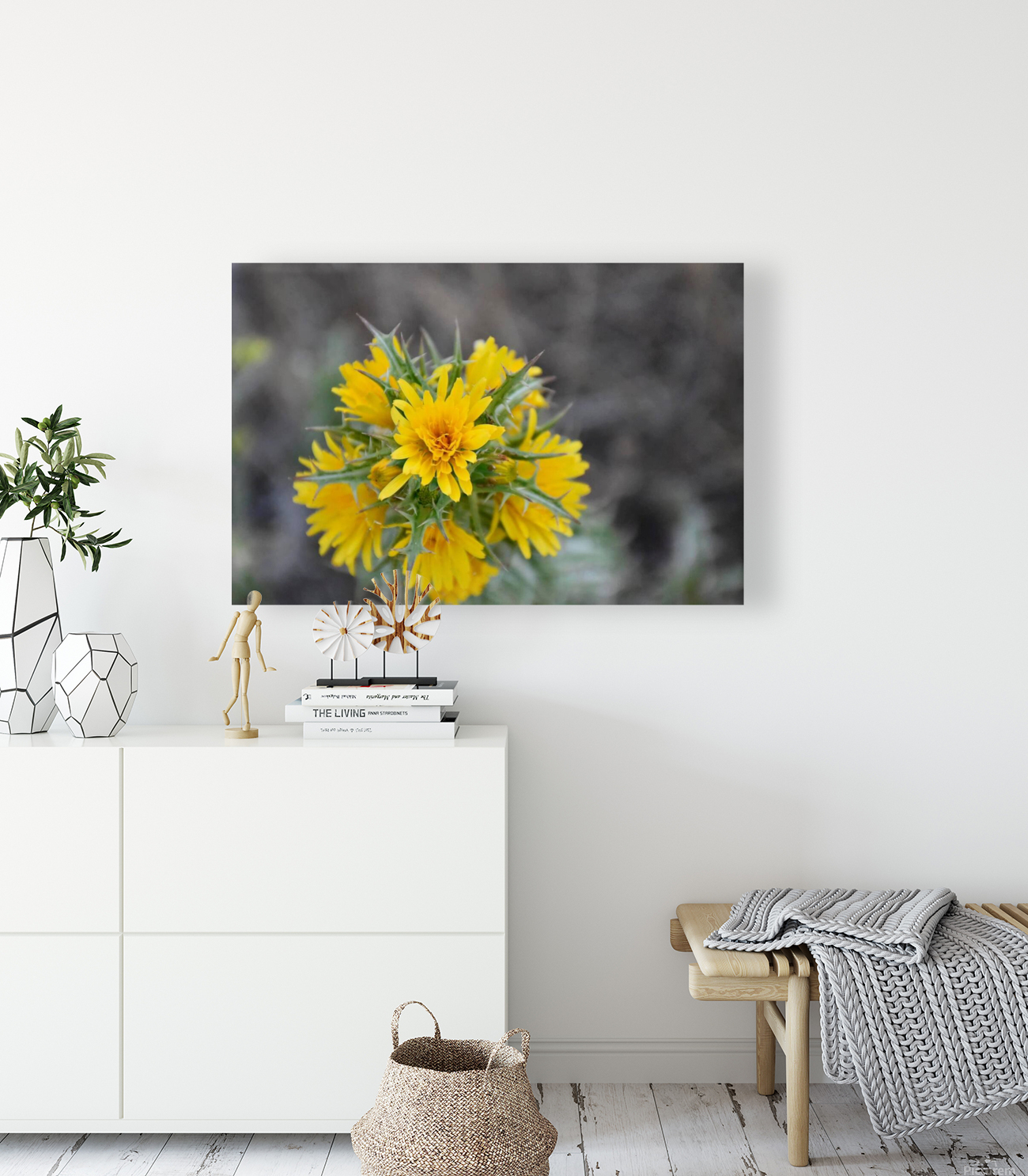 Yellow Thisle  Reproduction