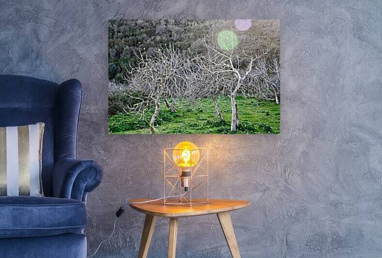 Fig trees by Medna Holistic