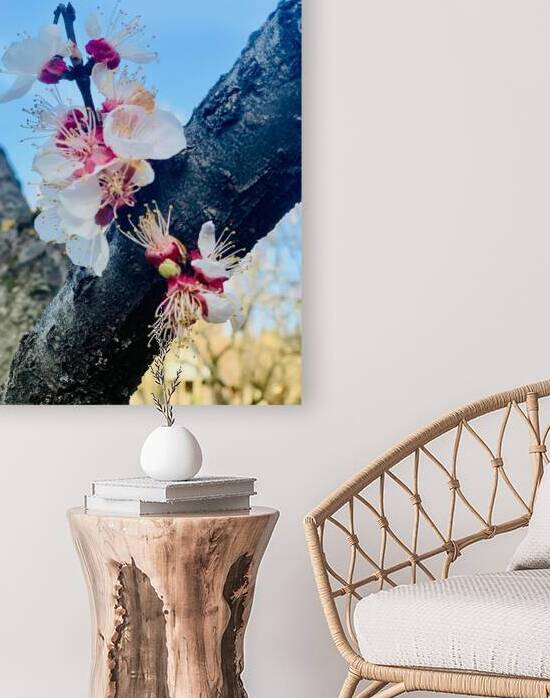 Almond blossoms by Medna Holistic