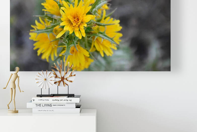 Yellow Thisle  by Medna Holistic