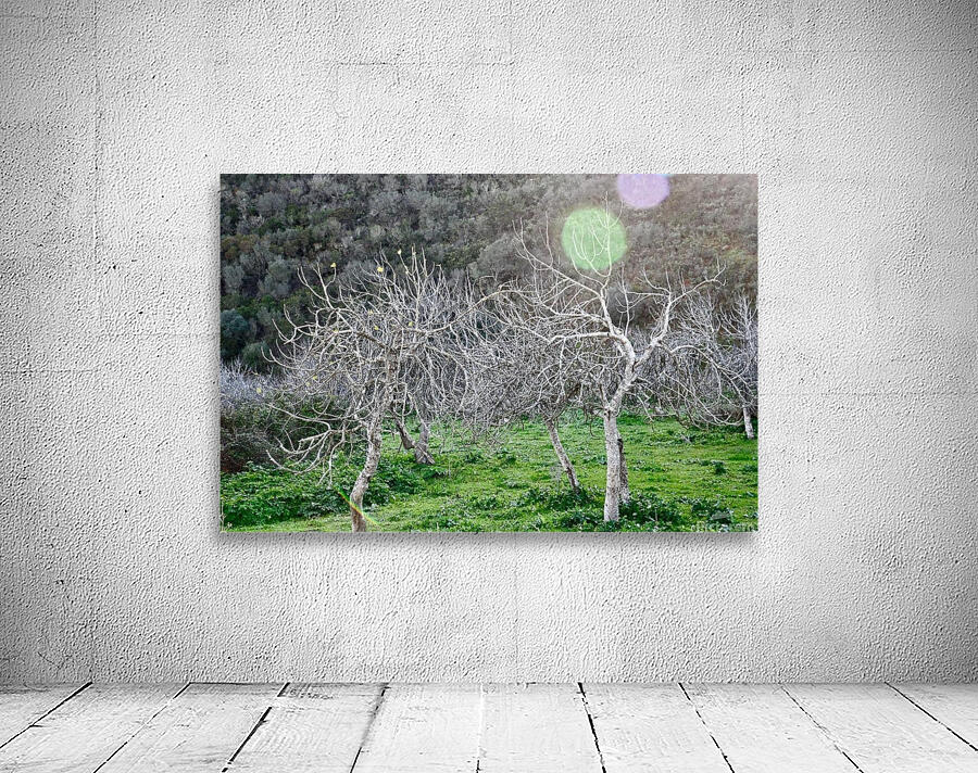 Fig trees Wall Preview