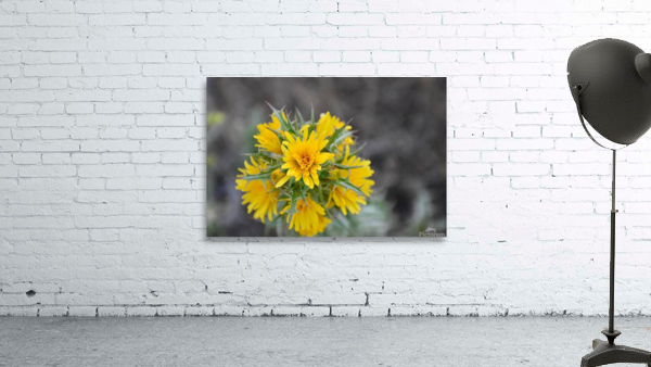 Yellow Thisle  Wall Preview
