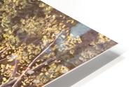 Forest HD Metal print