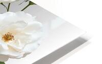 Style 44A HD Metal print