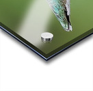 Hummingbird Acrylic print