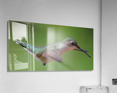 Hummingbird Acrylic Print