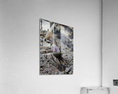Fiddler Crab Acrylic Print