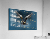 Tern on the hunt Acrylic Print