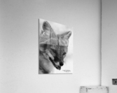 IMG 7662 Acrylic Print