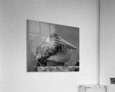 500 0033 Acrylic Print