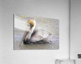 DSC 2253 SharpenAI Focus Acrylic Print