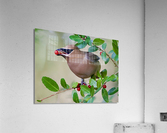 DSC 0497 Acrylic Print