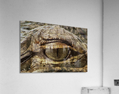 DSC 2490 Acrylic Print