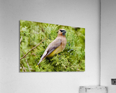 DSC 0381 SharpenAI Focus Acrylic Print