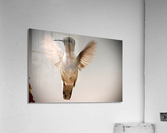 500 0188 Acrylic Print