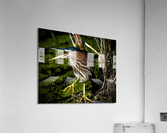 500 0024 Acrylic Print