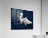 500 0086 Acrylic Print