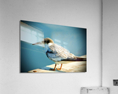 500 1730 Acrylic Print