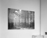 DSC 0002 Acrylic Print