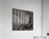 DSC 3093 Acrylic Print