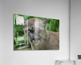 DSC 3150 Acrylic Print