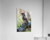 DSC 3355 Acrylic Print