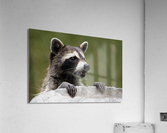DSC 3320 Acrylic Print
