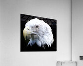 DSC 3711 Acrylic Print