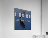 DSC 5316 topaz denoise sharpen Acrylic Print