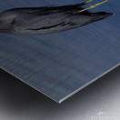 DSC 5316 topaz denoise sharpen Metal print