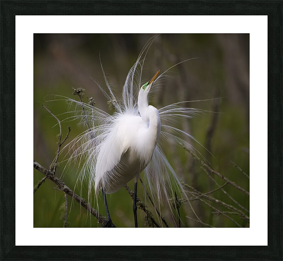 DSC 5838 Picture Frame print