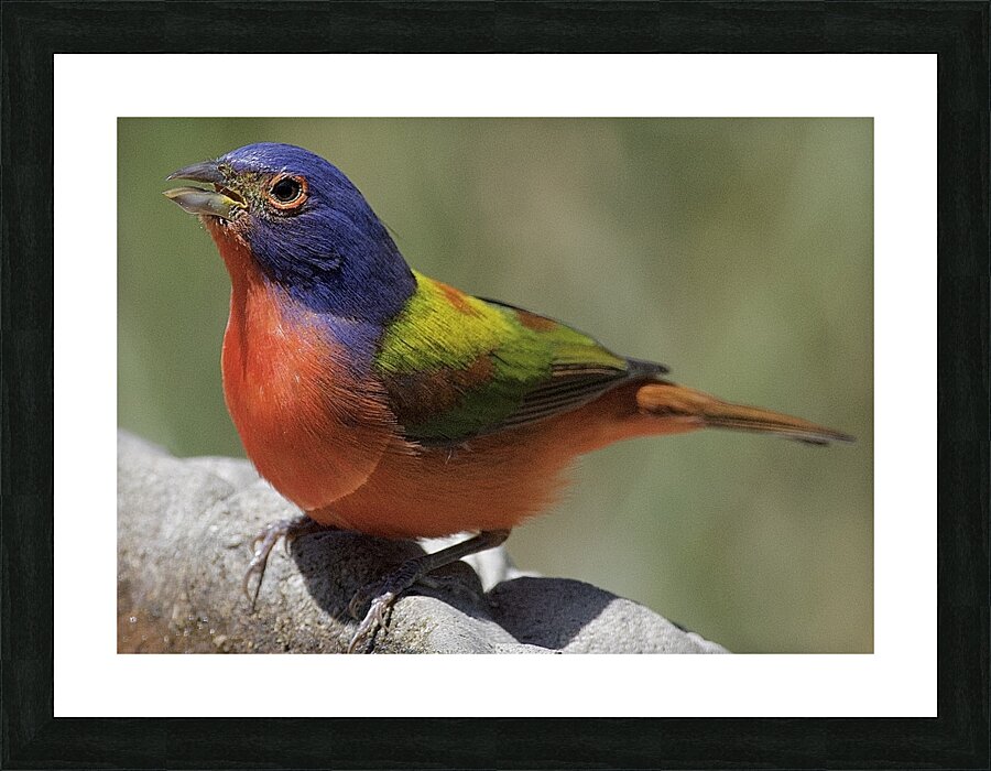 DSC 5998 Picture Frame print