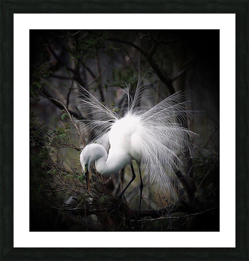 DSC 5821 Picture Frame print