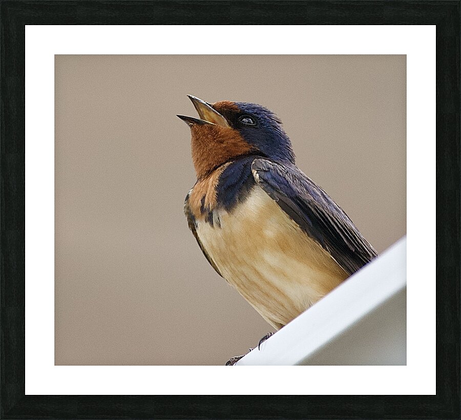 DSC 6113 Picture Frame print