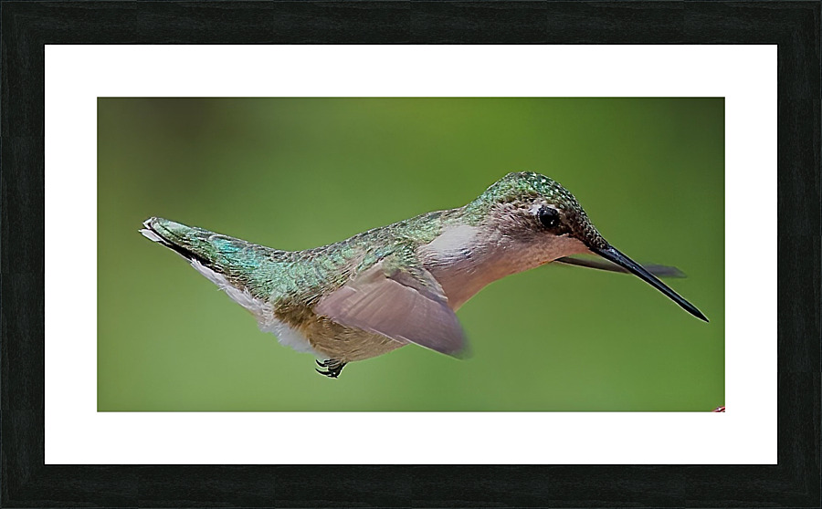Hummingbird Picture Frame print