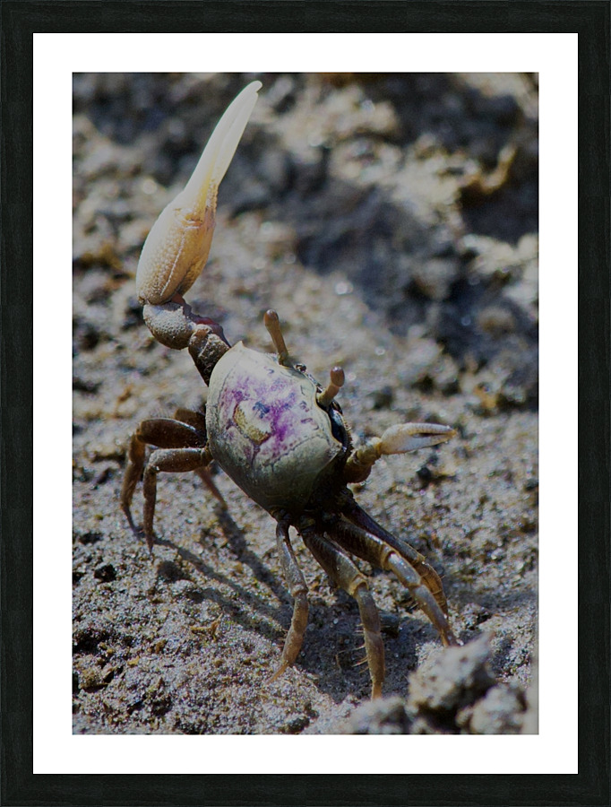 Fiddler Crab Picture Frame print