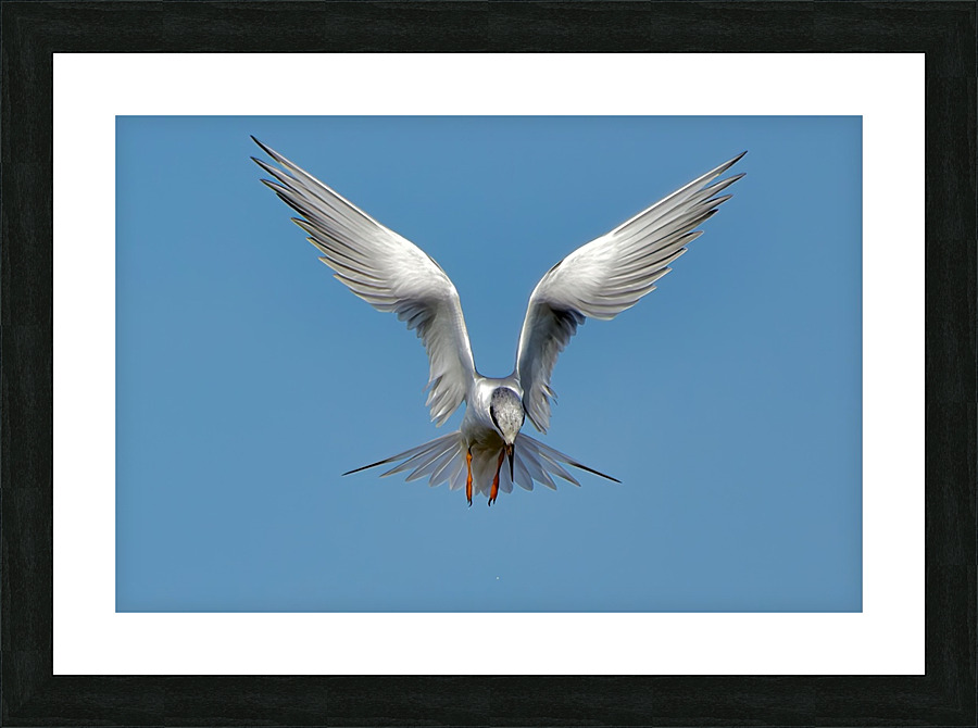 Tern on the hunt Picture Frame print