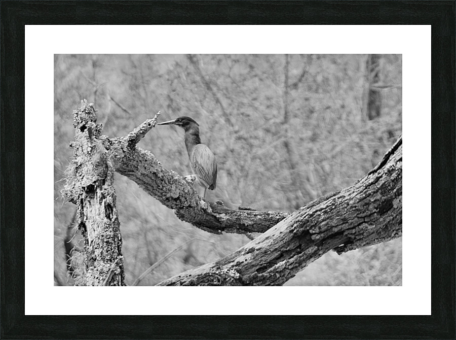 DSC 2751 Picture Frame print
