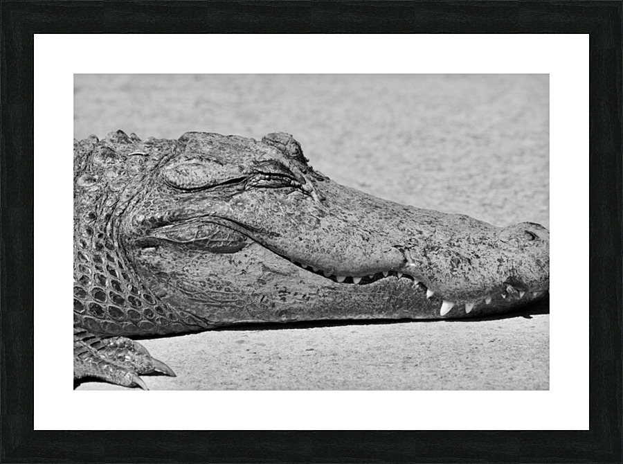 DSC 1862 Picture Frame print