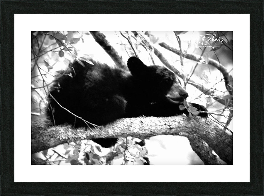 IMG 5496 Picture Frame print