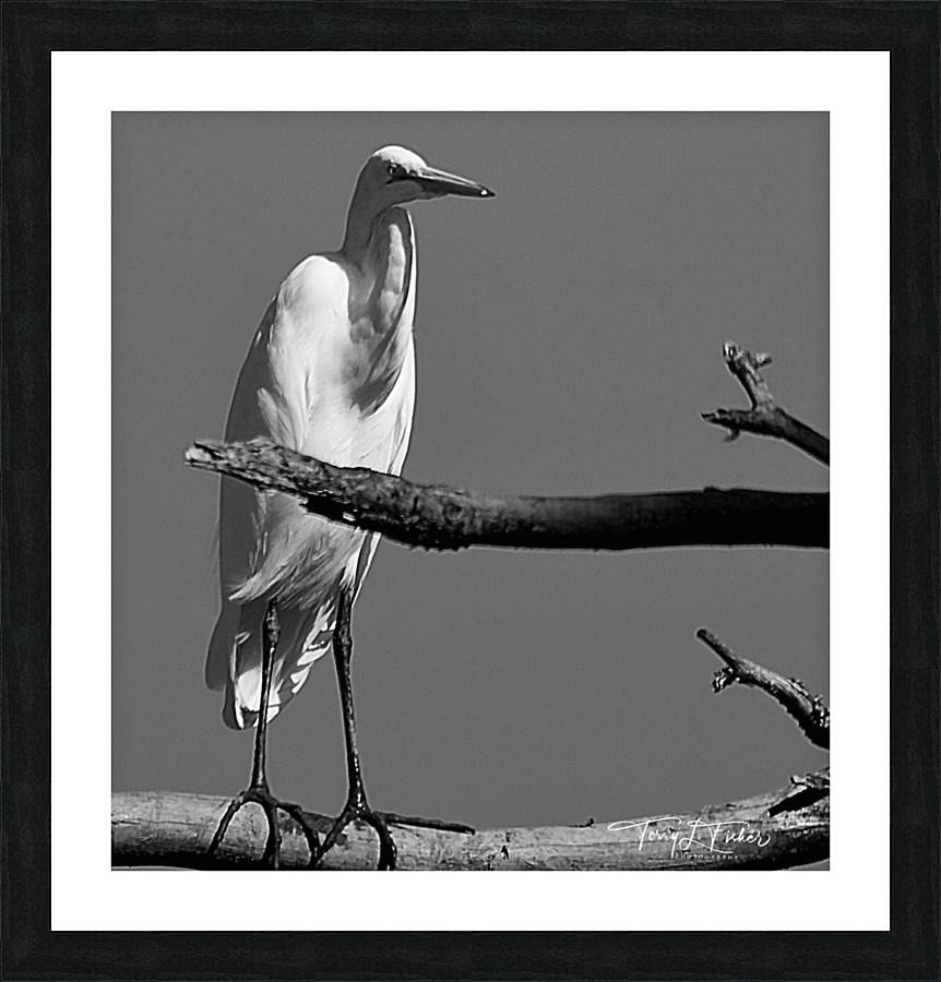 IMG 6302 Picture Frame print