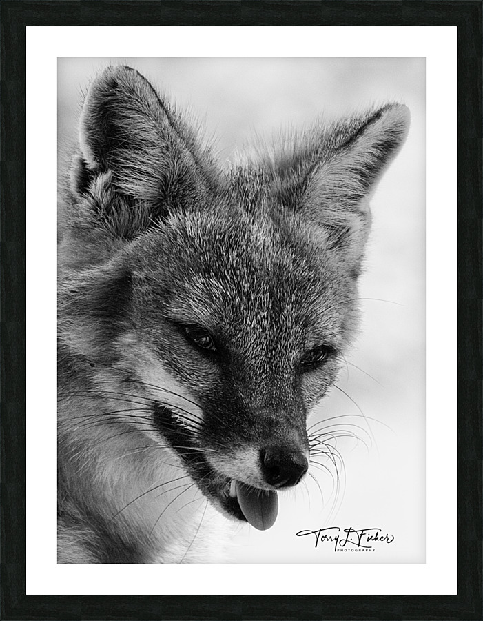IMG 7662 Picture Frame print