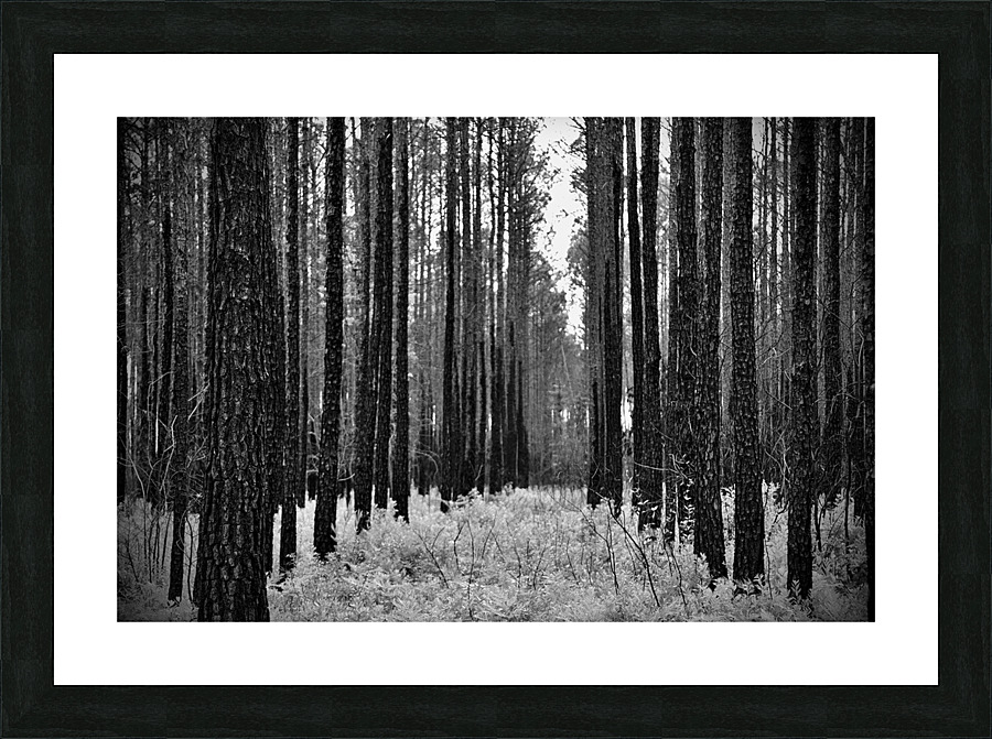 IMG 3618 Picture Frame print