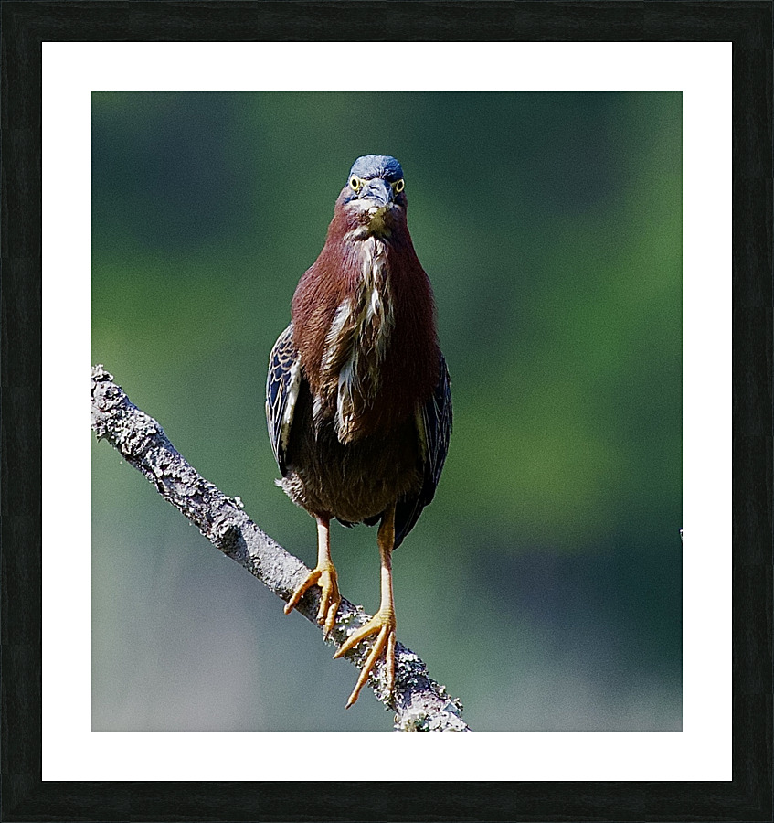 DSC 2911 Picture Frame print