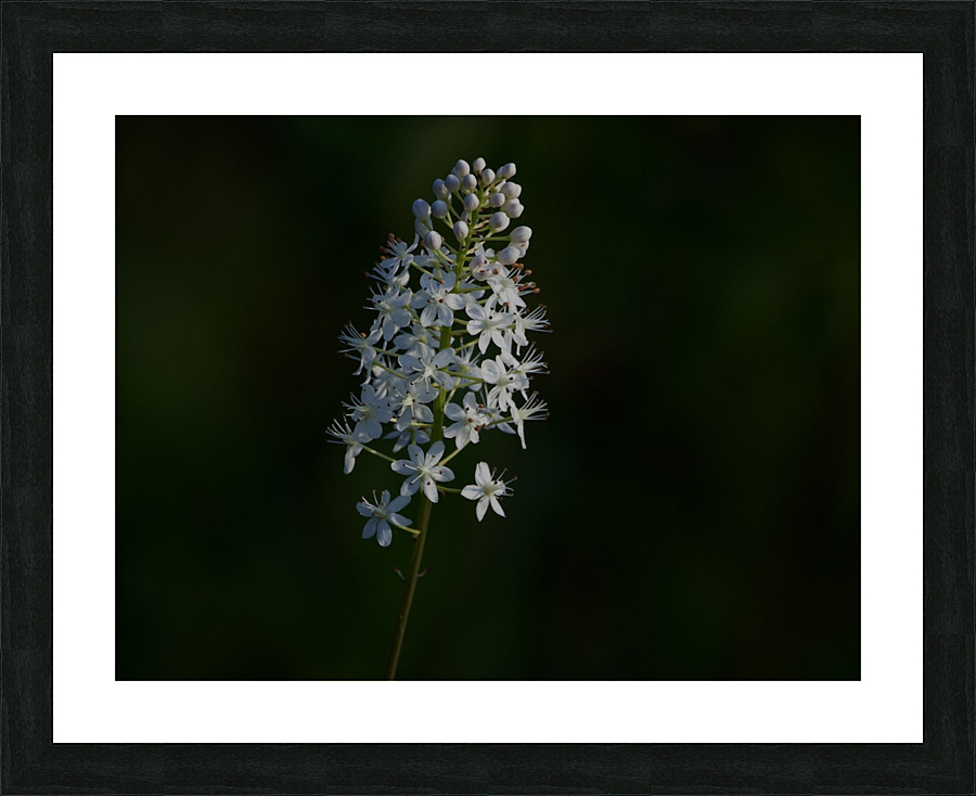 DSC 2944 Picture Frame print