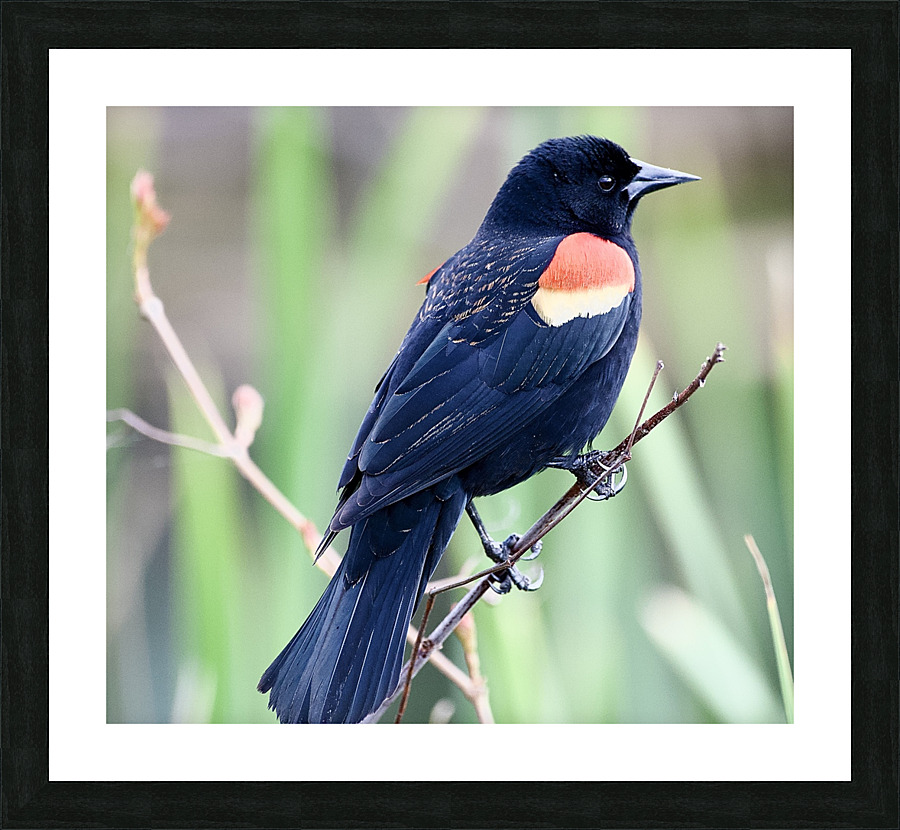DSC 2060 Picture Frame print